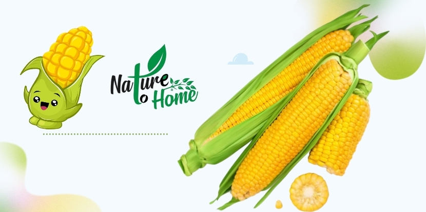 Maize (Corn) Nutritional Value, Health Benefits & Culinary Uses