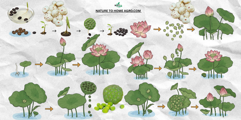 Makhana Lifecycle
